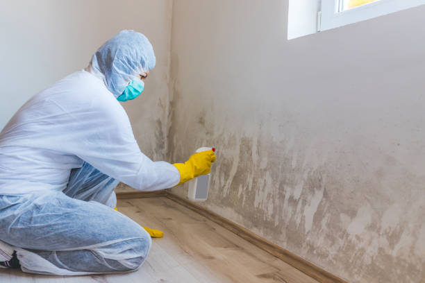 Licensed Basement Mold Remediation service in Rochelle Park, NJ - WQB Mold Removal