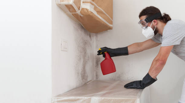 Professional Basement Mold Remediation technician working in Rochelle Park, NJ