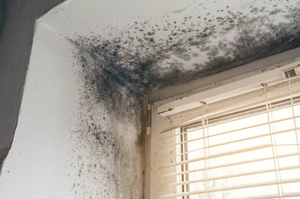 Affordable Basement Mold Remediation solutions in Rochelle Park, NJ